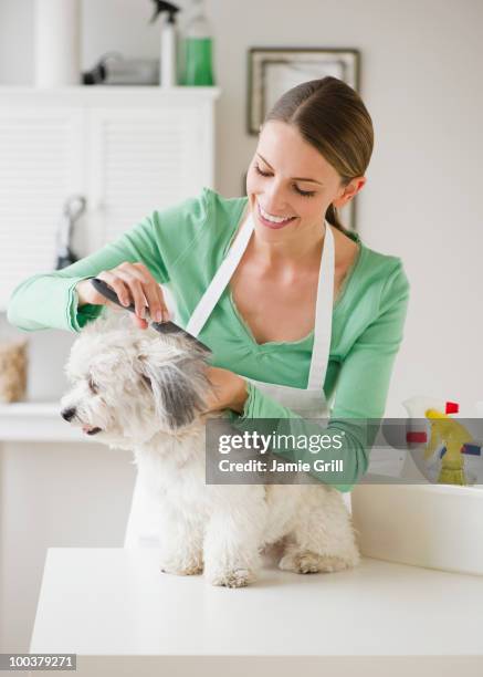 groomer brushing dog, smiling - pampered pets stock pictures, royalty-free photos & images