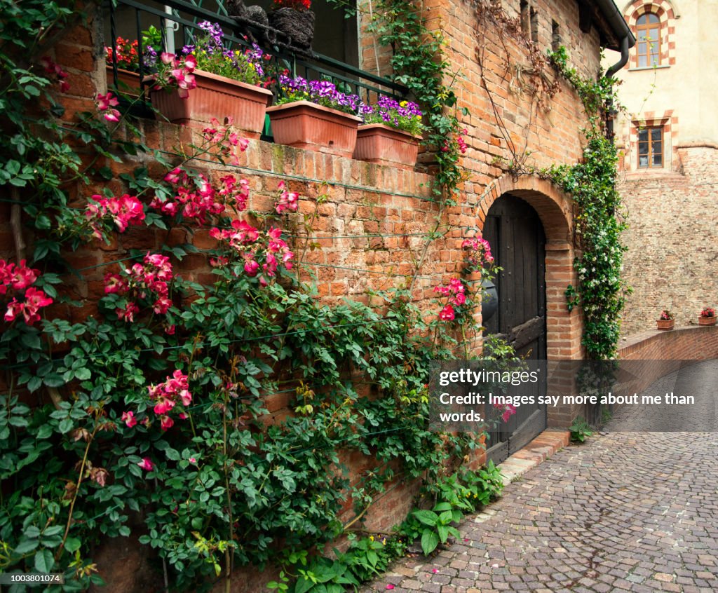 A street facade ornated with climbing roses. Barolo. Italy.