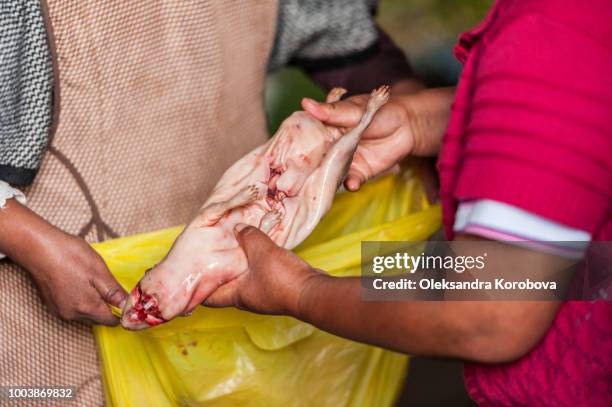 skinned guinea pig, a local delicacy, for sale on display on a counter at a vintage south american market. - peruvian guinea pig stock pictures, royalty-free photos & images