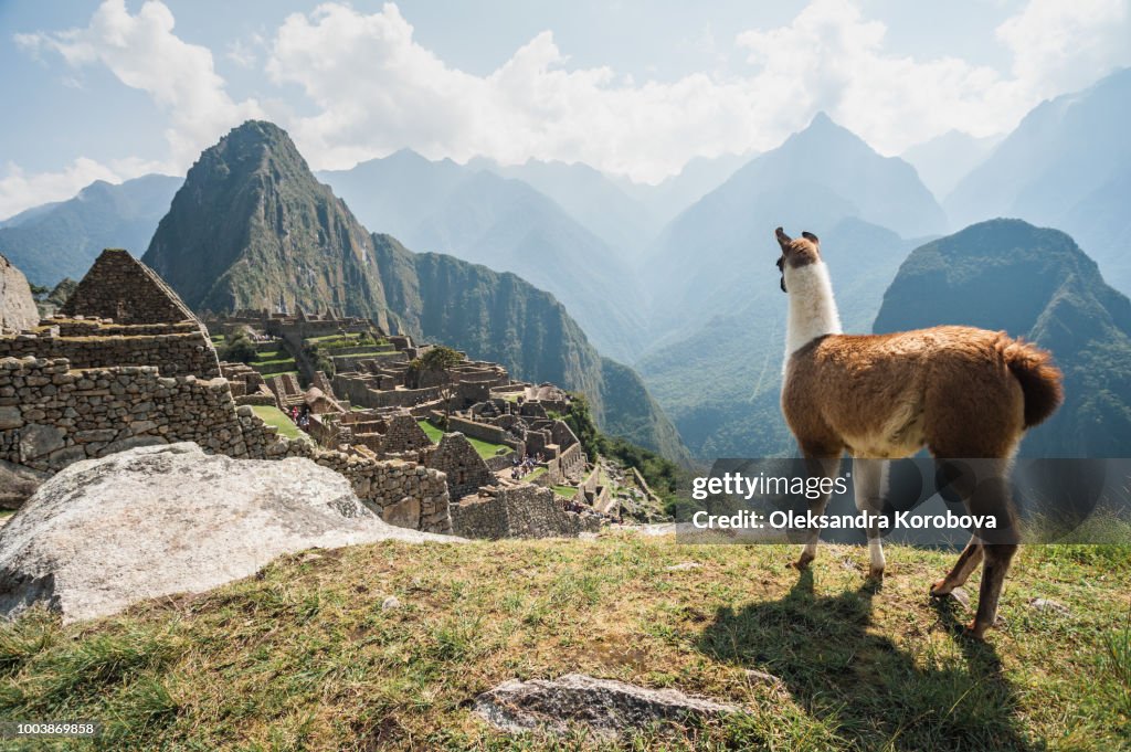 Llama overlooking ruins of the ancient city of Machu Picchu, Peru.