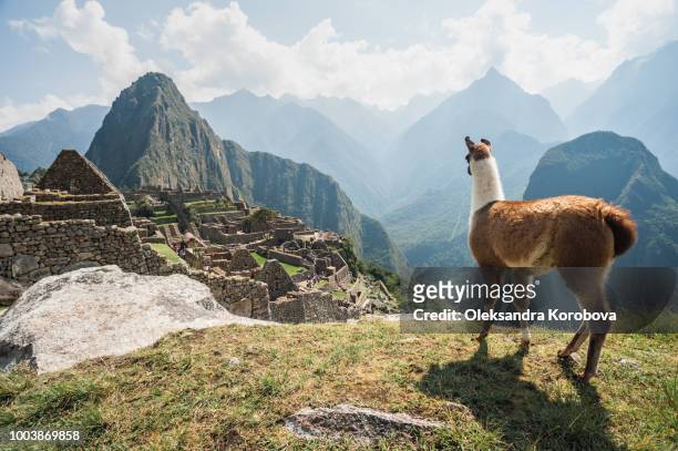 llama overlooking ruins of the ancient city of machu picchu, peru. - south america stock pictures, royalty-free photos & images