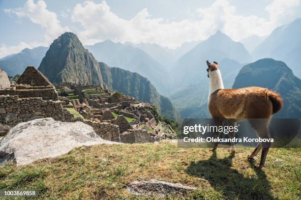 llama overlooking ruins of the ancient city of machu picchu, peru. - sydamerika bildbanksfoton och bilder