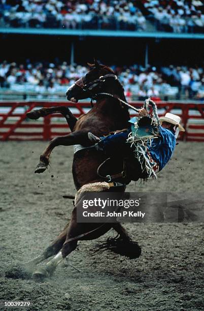 on the edge cowboy - bucking stock-fotos und bilder