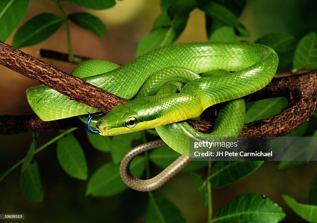 RED - TAILED GREEN RATSNAKE IN ASIA