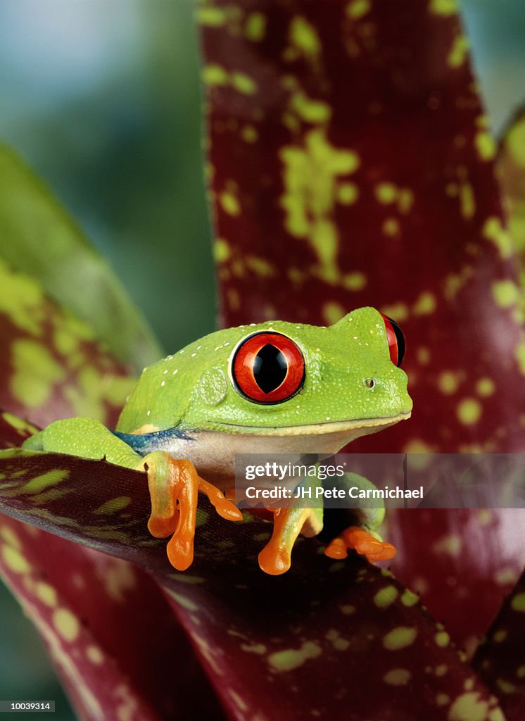 RED - EYED TREEFROG IN CENTRAL AMERICA