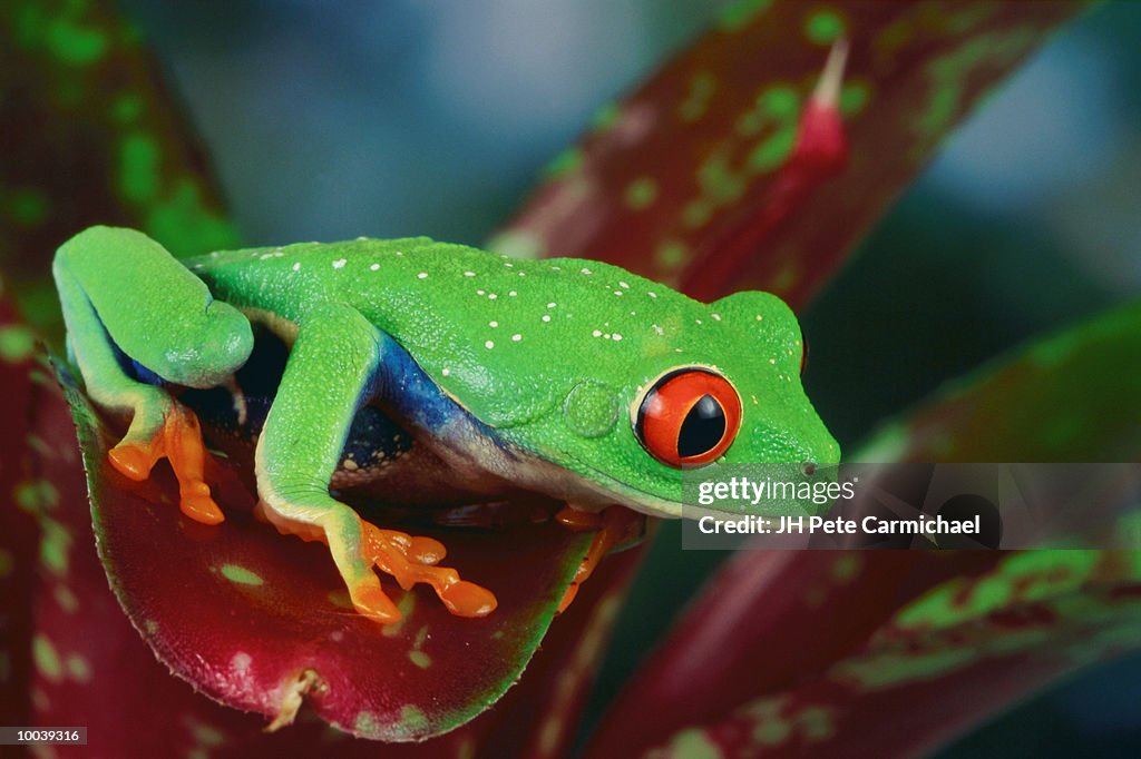 RED-EYED TREEFROG IN CENTRAL AMERICA
