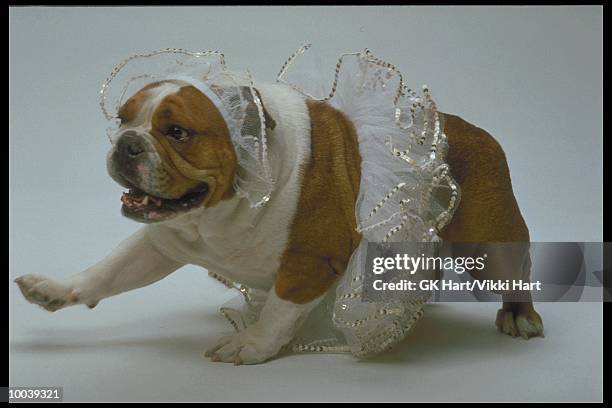 english bulldog in tutu