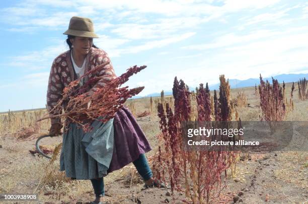Woman harvests red Quinoa near the town of Challapata, Bolivia, 27 May 2017. The price for a 46-kilo-bag of Quinoa has dropped from 1,500 Bolivianos...