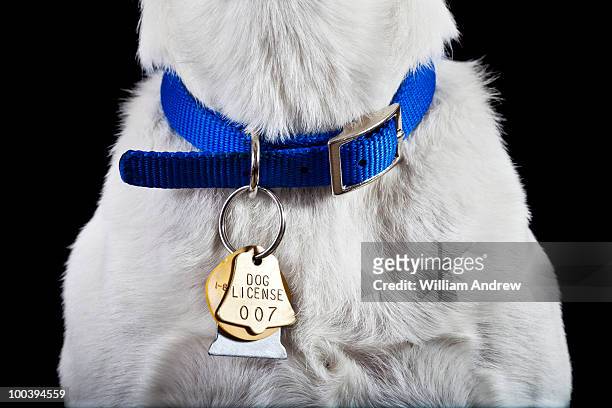 dog collar with license - collar stock-fotos und bilder