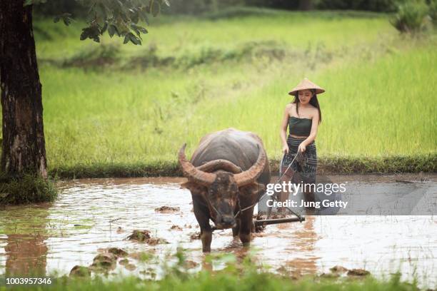 asain women people working on rice farm and buffalo - bufalo indiano foto e immagini stock