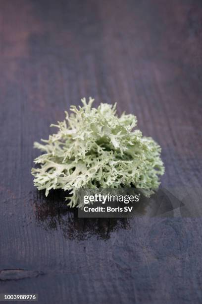 large lichen on the wet wood table - lachen photos et images de collection