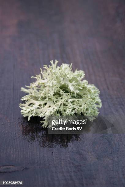 large lichen on the wet wood table - lachen stock pictures, royalty-free photos & images