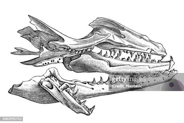 mosasaur jaw bone - mosasaurus stock illustrations