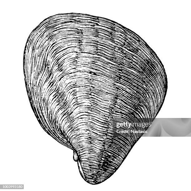 exogyra is an extinct genus of fossil marine oysters in the family gryphaeidae - mussel stock illustrations