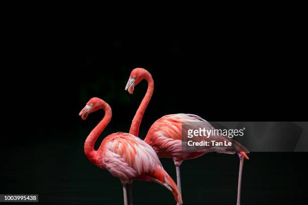 couple of flamigo isolated on the black background - roter flamingo stock-fotos und bilder