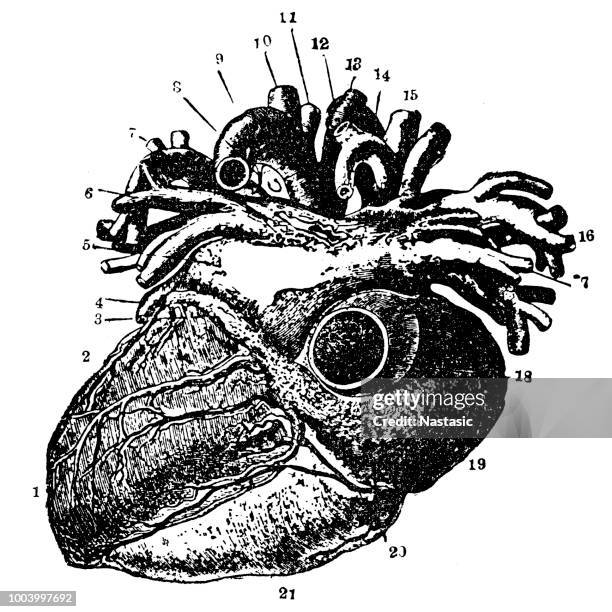 human heart - heart autopsy stock illustrations