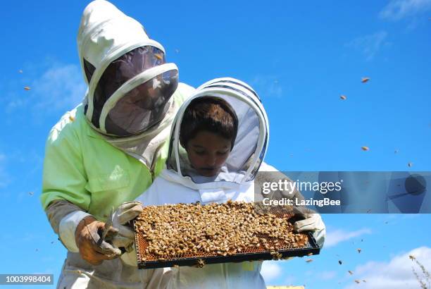 beekeeper and son with beehives - new zealand farmer stock pictures, royalty-free photos & images