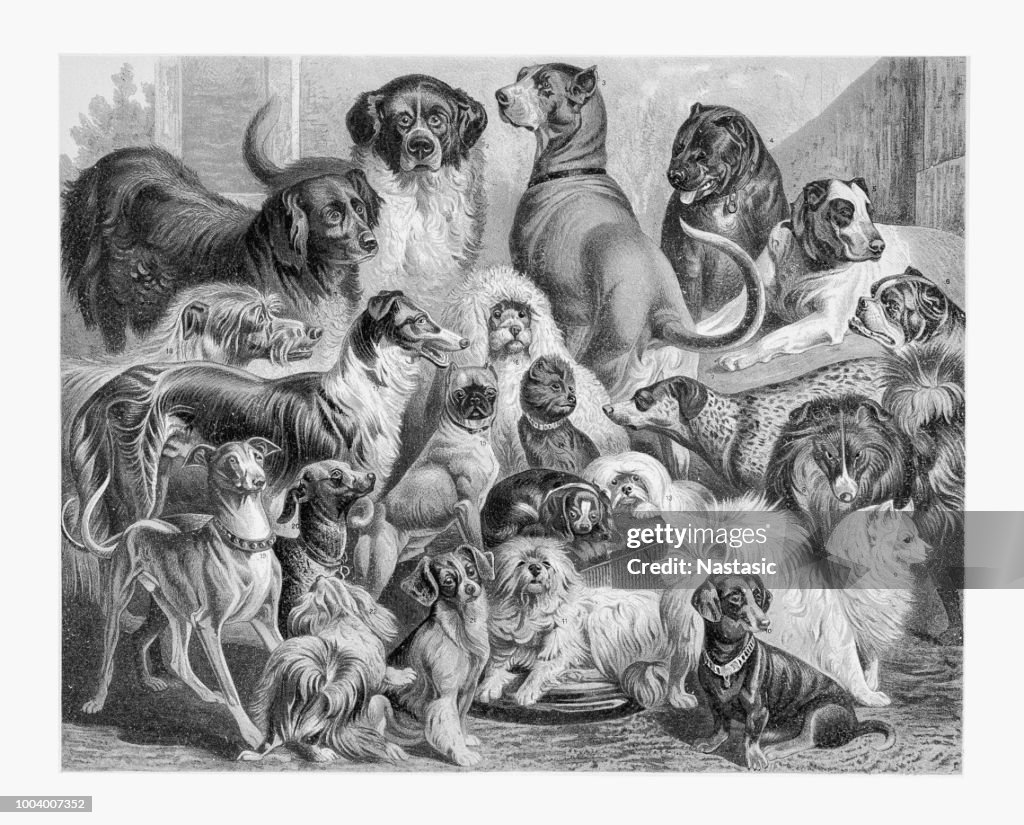 Hunde