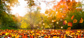 fall leaves in idyllic landscape