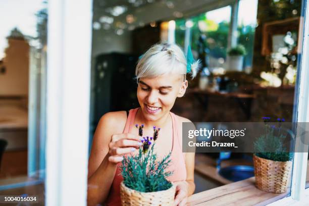 mulher colocando a lavanda em vaso perto da janela - planta de vaso - fotografias e filmes do acervo