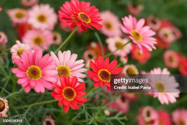 pink and red daisies - gerbera daisy foto e immagini stock