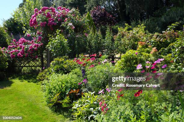 rosa american pillar & cosmos flowers in garden. - flower bed stock pictures, royalty-free photos & images