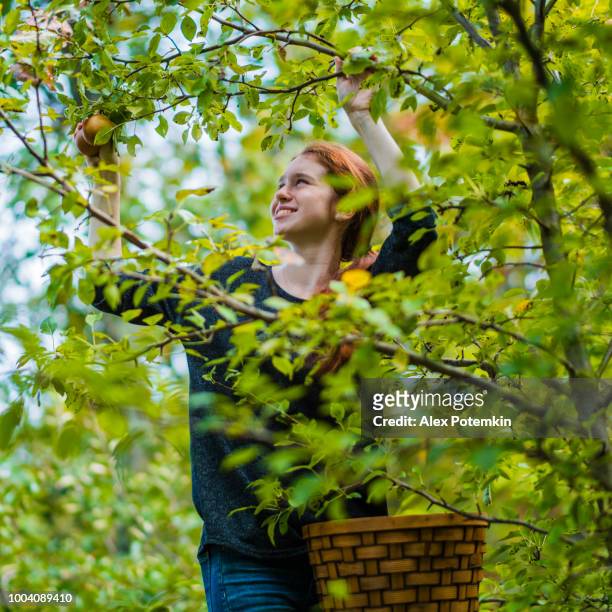 17-jaar oude tiener meisje biologische peren van de boom plukken in de boomgaard - perenboom stockfoto's en -beelden