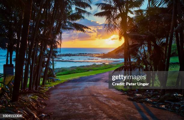 sunrise through trees at ned's beach,lord howe island,new south wales,australia - lord howe island fotografías e imágenes de stock