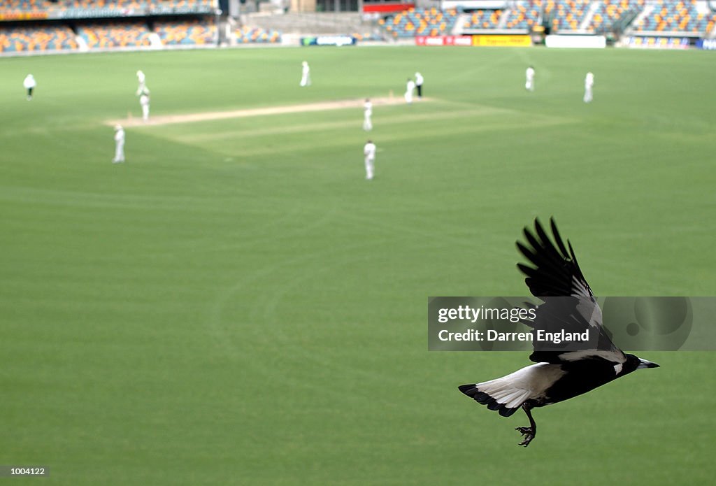 Cricket QLD v NZ X