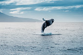 humpback whale jumping during whale watching in iceland