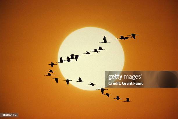 birds and sunrise, spoonbills in texas, usa - birds flying foto e immagini stock