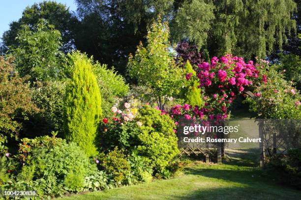 roses on arch in sun drenched english garden. - trellis stock pictures, royalty-free photos & images