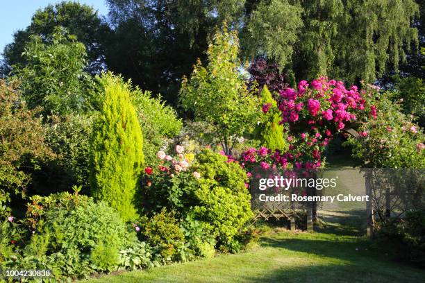 roses on  arch in sun drenched english garden. - formal garden stock pictures, royalty-free photos & images