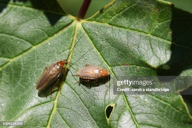 Dusky Cockroach 91 Wood Cockroach Stock Photos, High-Res Pictures, and Images - Getty ...