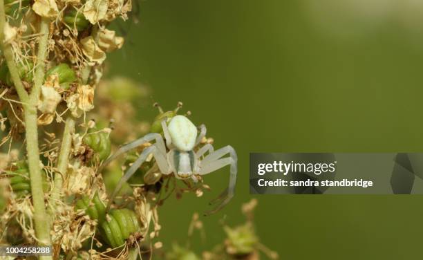 The Green Crab Spider Photos and Premium High Res Pictures - Getty Images