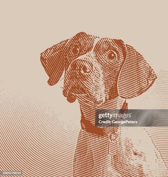 pointer dog in animal shelter hoping to be adopted - dog ear stock illustrations