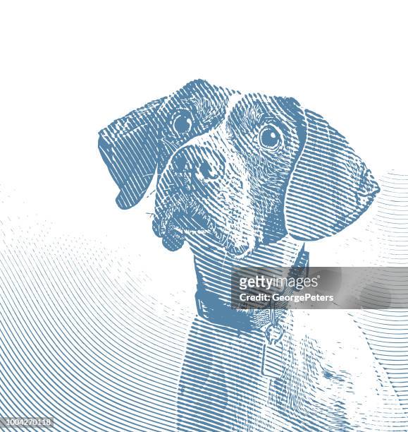 pointer dog in animal shelter hoping to be adopted - pet adoption stock illustrations