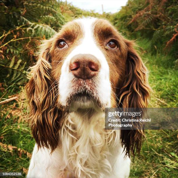 cocker spaniel looking at the camera - spaniel stock-fotos und bilder