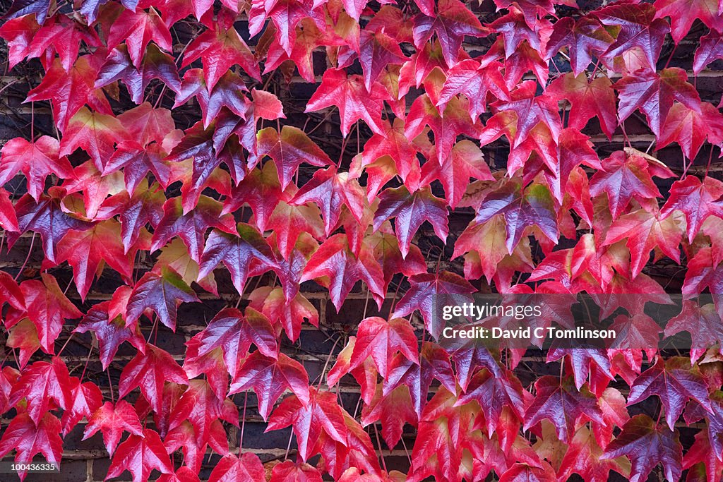 Autumn leaves of Boston ivy, Surrey, England