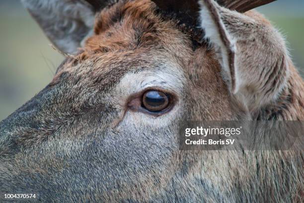 red deer eye - deer eye stockfoto's en -beelden