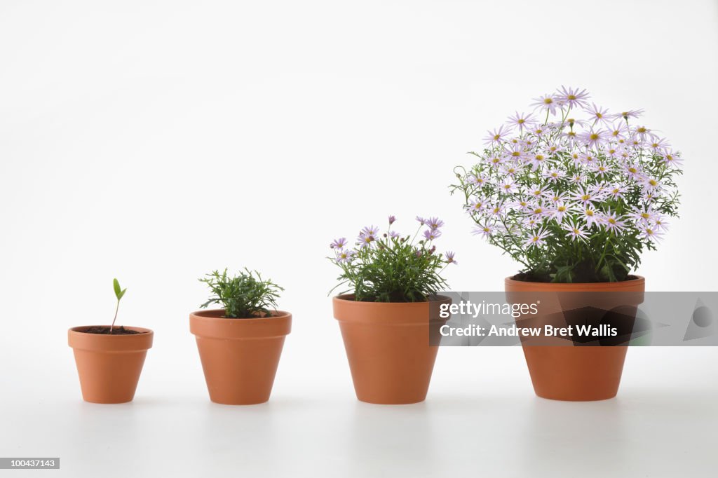 Four potted plants in a row (stages of growth)