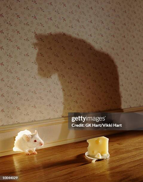 mouse & cheese in shadow of cat - ネズミの穴 ストックフォトと画像