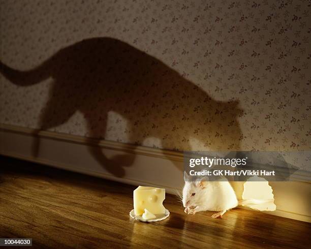 mouse & cheese in shadow of cat - cat mouse hole stock pictures, royalty-free photos & images