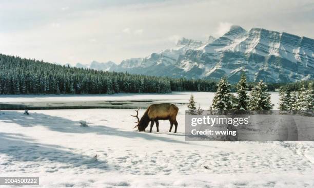elk at no jack lake in banff national park - banff snow stock pictures, royalty-free photos & images