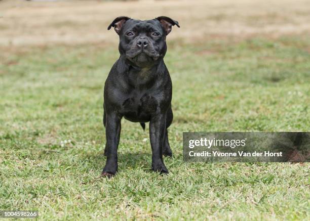 staffordshire bull terrier - staffordshire bull terrier stock pictures, royalty-free photos & images