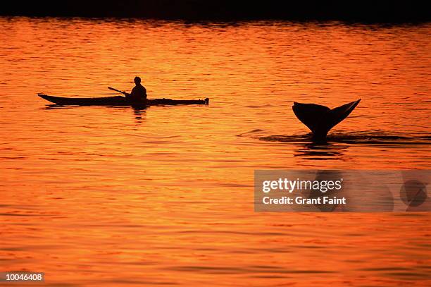 grey whale in british columbia, canada - whale watching stock pictures, royalty-free photos & images