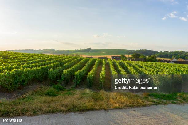 row vine grape in champagne vineyards at montagne de reims countryside village background - montagne route stock-fotos und bilder