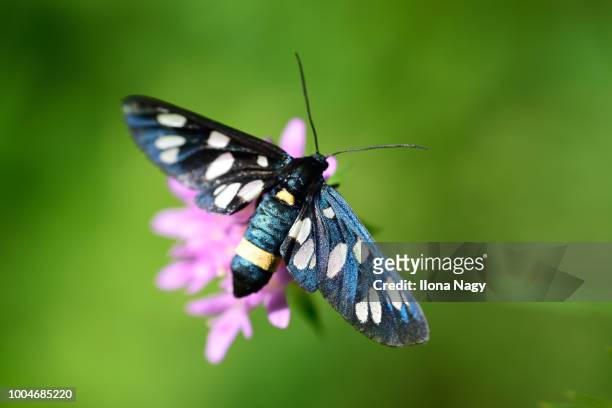 nine-spotted moth (amata phegea) - nine spotted moth stock pictures, royalty-free photos & images