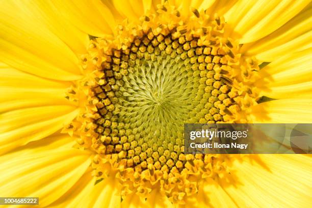 close-up of a sunflower - おしべ ストックフォトと画像