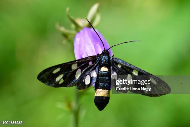 nine-spotted moth (amata phegea) - amata phegea stock pictures, royalty-free photos & images